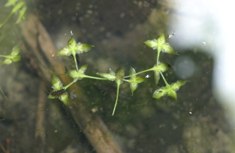 Kreuz-Wasserlinse (Lemna trisulca) - © Emanuel Trummer
